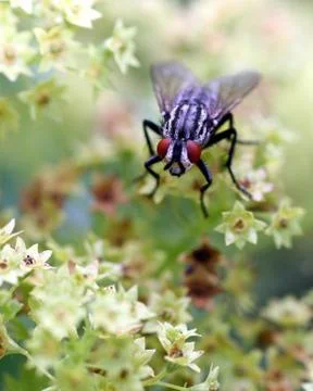 Fly and flowers Stock Photos