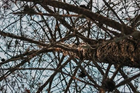 Fly and forest-1 Stock Photos