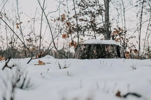 Fly and forest-10 Stock Photos