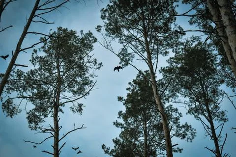 Fly and forest-13 Stock Photos