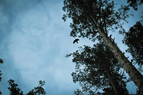 Fly and forest-15 Stock Photos