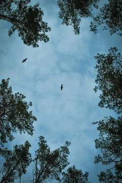 Fly and forest-16 Stock Photos