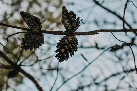 Fly and forest-2 Stock Photos