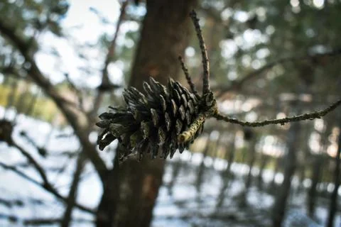 Fly and forest-3 Stock Photos