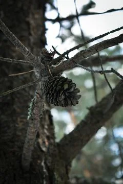 Fly and forest-4 Stock Photos