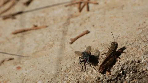 Fly and Grasshopper Stock Photos