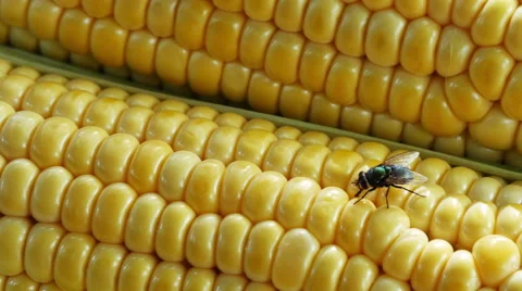 Fly and ripe corn Stock Footage 52330622
