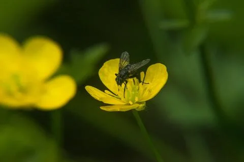 Fly on anemone flower Stock Photos