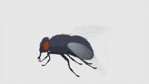 Fly. Animation of an insect fly. Cartoon Stock Footage 157684918