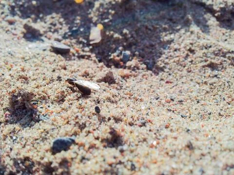 Fly ant in sand Foto stock