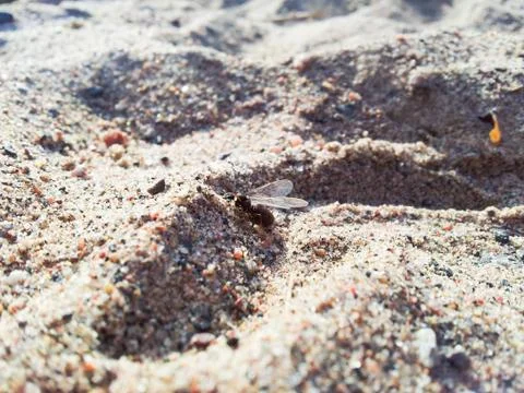 Fly ant in sand Foto stock