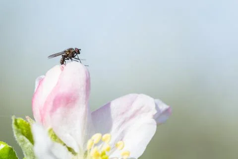Fly on apple flower with pollen in springtime. Apple blossom macro with green Stock Photos