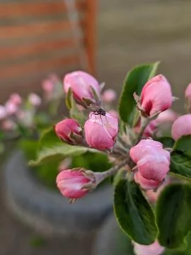 Fly on apple flowers Stock Photos