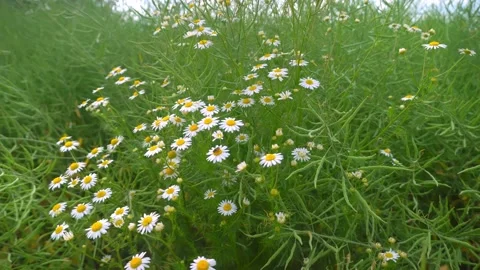 Fly around on camera on a steadicam around a daisy bush, wildflowers in wild. Stock Footage 156576528