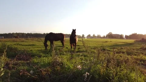 Fly around two grazing horses Video stock 138299465