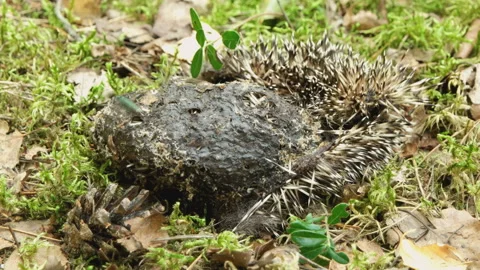 Fly arrives on a dead hedgehog Stock Footage 105957748