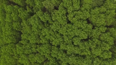 Fly ascending over the tree Vídeo Stock 84732200