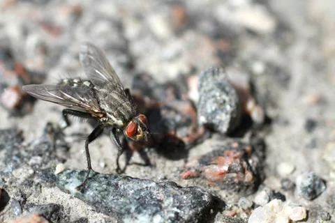 Fly on the asphalt Foto stock