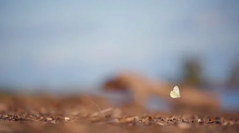 A fly is attacking a butterfly Stock Footage 56939338