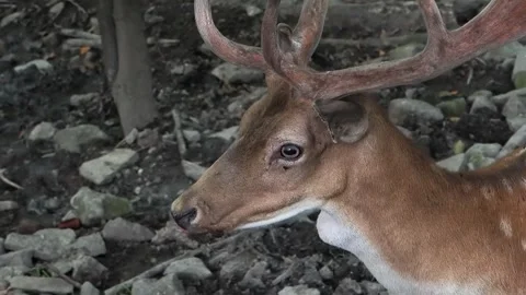 Fly attacks the spotted deer and finishes off its target, slow motion Stock Footage 306753352