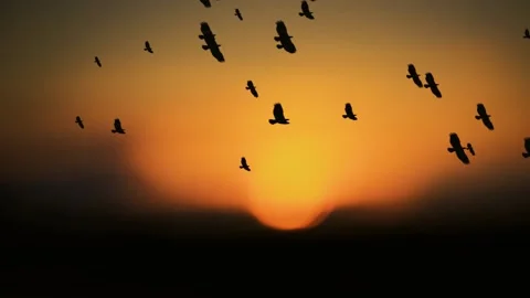 FLY AWAY -Flock of birds flying- migration - Conceptual animation-freedom Stock Footage 148655082
