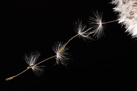 Fly away 스톡 사진