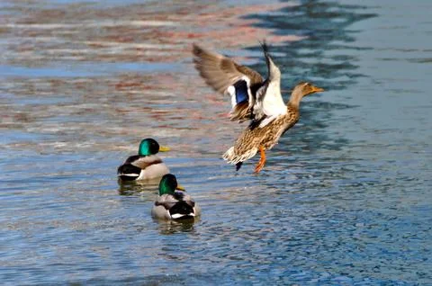 Fly away Stock Photos