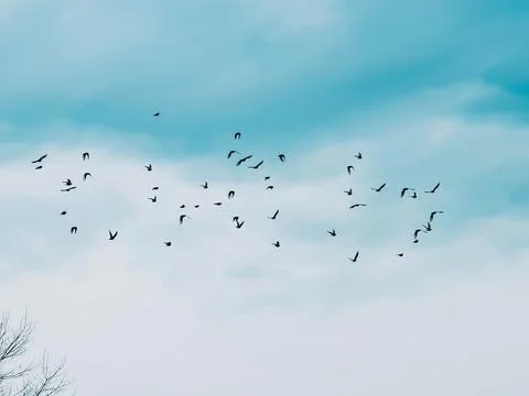 Fly away Stock Photos