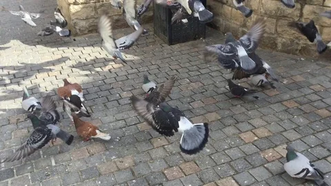 Fly away pigeons Video stock 87936559