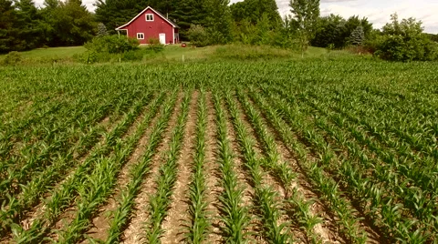 FLy back drom barn over corn  Stock-Footage 63219412