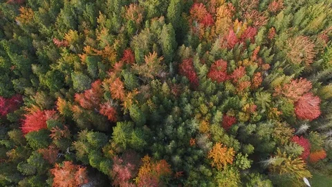 Fly back over fall trees in coastal maine  Vidéo 96709798