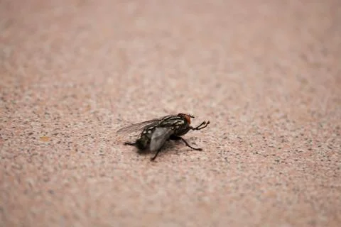 A fly from the back Stock Photos