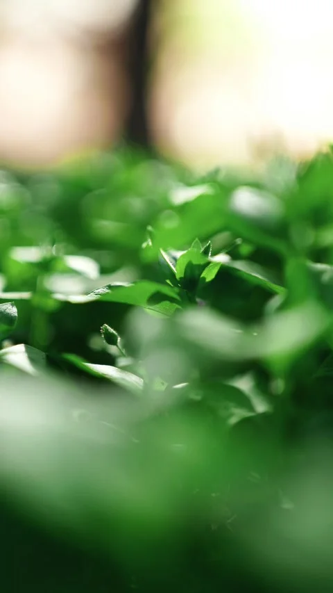 Fly back through the green grass as well as the sounds of nature Stock Footage 306698363