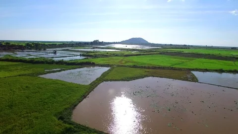 Fly backward over greeny rice paddies at sunset Stock Footage 71784103