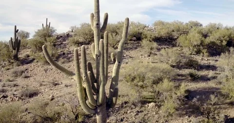Fly Backwards From A Large Saguaro in the Date Creek Mountains. Stock Footage 124470894