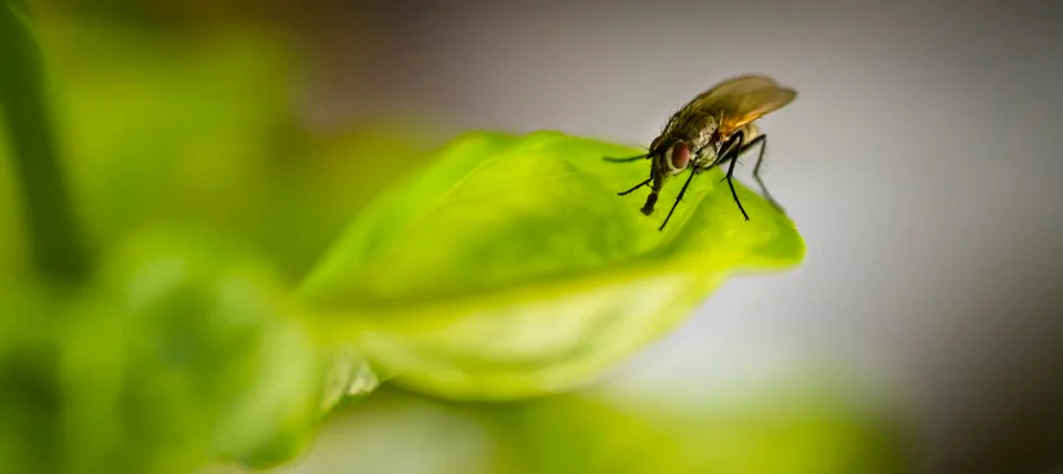 Fly on Basil Stock Photos