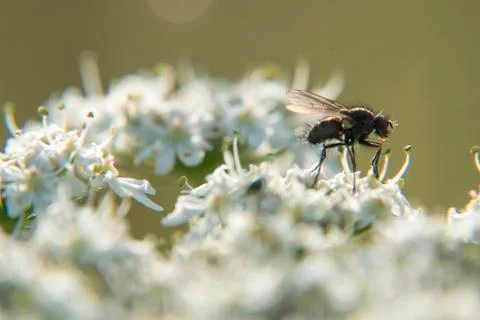 Fly basking in the sun Stock Photos