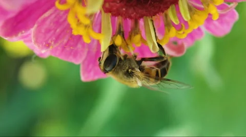 The fly like a bee collects nectar from a flower. upside down Stockbeeldmateriaal 66568467