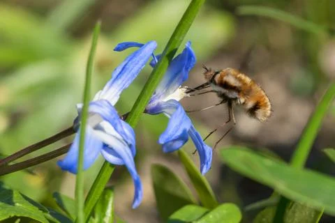 Fly bee in flower Stock Photos