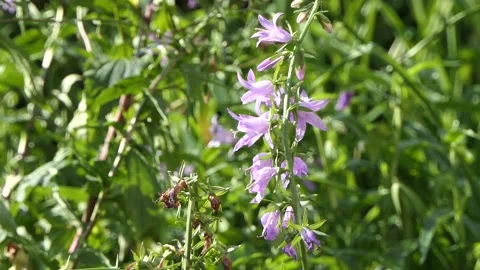 Fly, Bee, insect - on the flower buds of the Bellflower with purple petals. Stock Footage 133879742