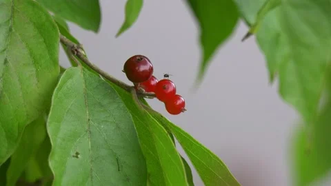 Fly on berries on leaves Stock Footage 142037273