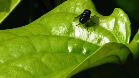 A fly on a betel leaf Stock Footage 305188876