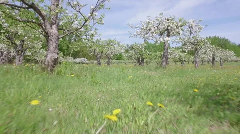 Fly in between of Appletrees of Lohja Video stock 64368869