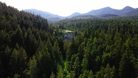 Fly Between Evergreen Trees Reveal Large Cavern Cave Entrance Formation Stock Footage 289574342