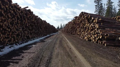 Fly between piles of logs in forest and rise up Stock Footage 151784718