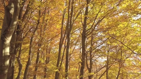 Fly between trees in beautiful autumn forest in sunny nature Stock Footage 134249054