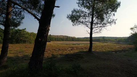 Fly between trees to lake in middle of forest and dunes. Aerial shot Stock Footage 103270742