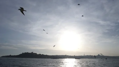 Fly birds Video stock 88323132