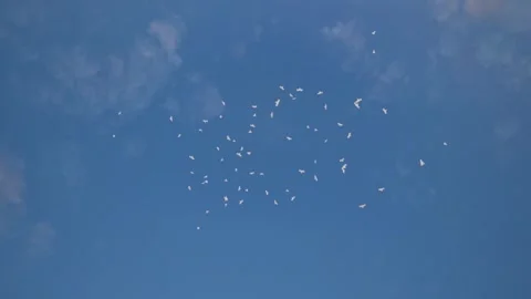 Fly birds high in the sky Stock Footage 304365628