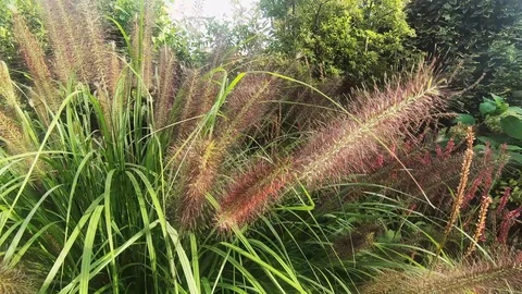 Fly into the blooming grass plant Video stock 117585386